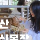 상몽농장2 이미지