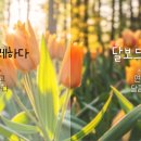 달보드레하다 이미지