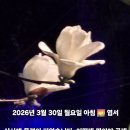 청사초롱 이미지