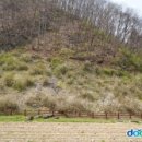 괴산 추점리 미선나무 자생지[ Natural Habitat of White Forsythias in Chujeom-ri, Goesan 이미지