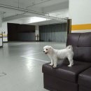 YD 스크린골프 이미지