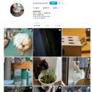 냥냥늉늉 이미지