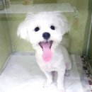 산호동물병원 이미지