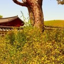 조명군총 이미지