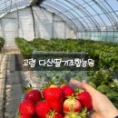 다산농장 | 다산딸기조합농원 : 달콤한 딸기향 가득! 아이와함께 주말 딸기농장 체험