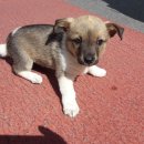 부영초등학교 앞 이미지