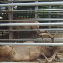 사슴농장 이미지