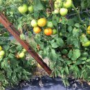 비자농장 이미지