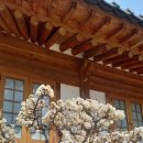 봉은사판전현판 | <봄의알림>봉은사 홍매화(2026.3.16.)