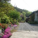 하빈애견농장 이미지