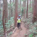 피톤치드 이미지