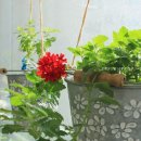 하루정원 이미지