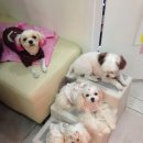 미니 앤 바니 애견샵 이미지