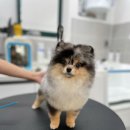 메모리펫살롱 이미지