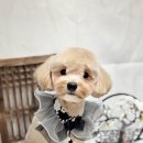 댕그랑댕 이미지