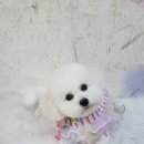 애견미용 이미지