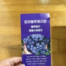 정아 | 생블루베리 정아블루베리 국산 노지 산지직송 후기