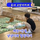 태경약국 | 서울 당일치기 나들이 - 홍대 아이랑 놀만한 곳 이 이렇게 많았나? 깨끗한 고양이 카페 집사의하루 추천