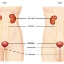 에스로아 이미지