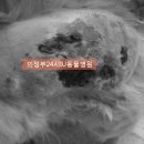 아이유동물메디컬센터 이미지
