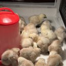 천안오골계농장 이미지