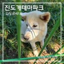 진도개 53카페 | 진도개테마파크 공연시간과 입장료 정보 아이와 함께한 체험 후기