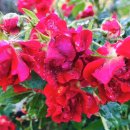 아침이슬 이미지