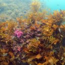 다이브스테이 이미지