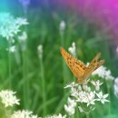 광은사 - 1195 | 광은사