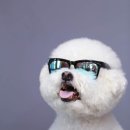 멍멍뷰티 이미지