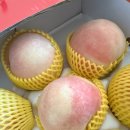 복농원 네이버블로그