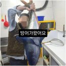 창원대학교입구(우영프라자방면) | 창원 횟집 추천 회 퀄리티가 다 했다 진심