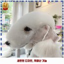 영덕1동 | 영덕1동 애견카페 하니펫살롱 가격 및 후기 추천 리뷰 주차 예약 알아봐요