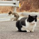 스카이동물병원 이미지