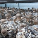 설산농장 이미지