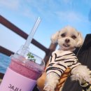 카페제이(cafe J) | 🐶 영덕 애견동반카페 추천! 동해안 오션뷰 감성카페, 카페제이 Cafe J에서 힐링했어요☕🌊