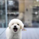 플레이독 이미지