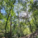 펀포레스트 이미지