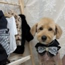 젤리펫살롱 with 아로마 이미지