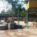 호랑이농장 이미지