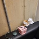 고레스트