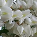 꽃이 피고 비가 내리면 이미지