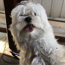 배곧파출소 이미지