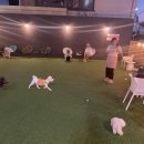 아띠멍멍 이미지