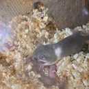 다람쥐가 | 피그미다람쥐가 좋아하는 생밀웜 주문후기