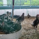 두우리 농장 이미지