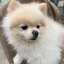 도그하우스 애견샵 이미지