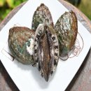 완도10호 이미지