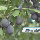 푸른들농장 이미지