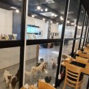 으르렁애견카페 이미지